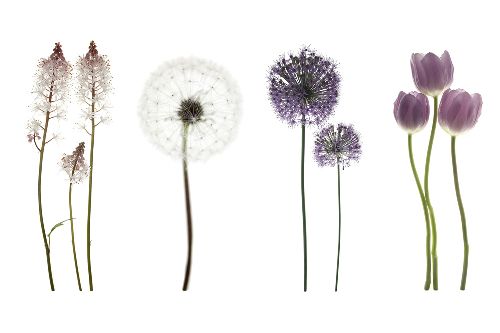 Bild: AP XXL2 - Purple Flower OW - SK Folie