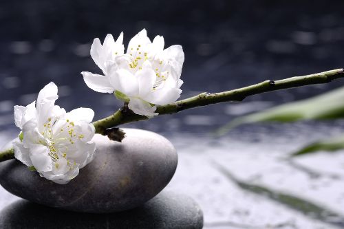 Bild: AP XXL2 - White Flowers - SK Folie