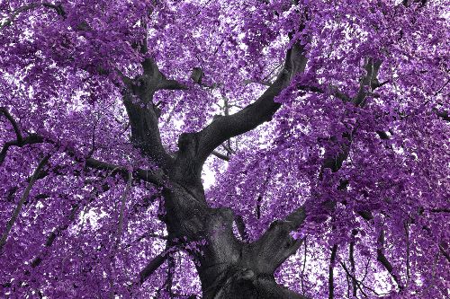 Bild: AP XXL2 - Purple Tree - SK Folie (4 x 2.67 m)