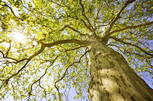 Bild: AP XXL2 - Green Canopy Trees - SK Folie (2 x 1.33 m)