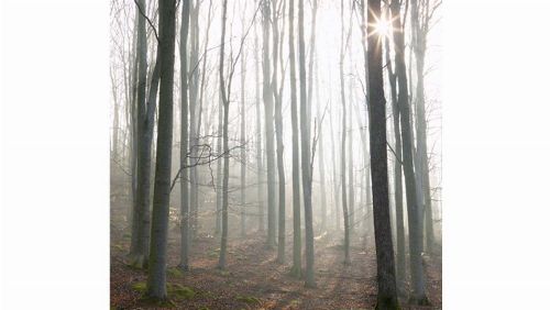 Bild: DM104-1 Sunshine 270*265