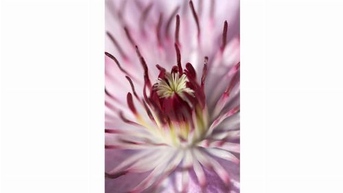 Bild: DM105-2 Star 180*265