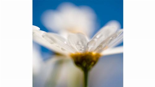 Bild: DM106-1 Daisy 270*265