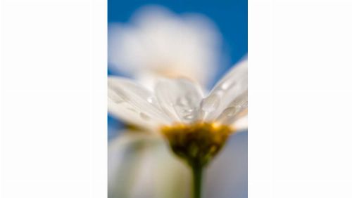 Bild: DM106-2 Daisy 180*265