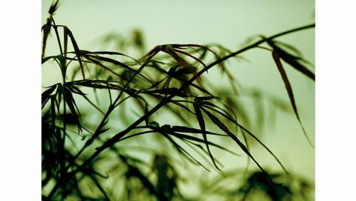 Bild: DM313-3 Leaves 360*265