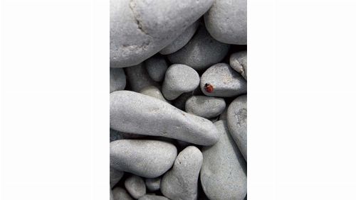 Bild: DM314-2 Pebbles 180*265