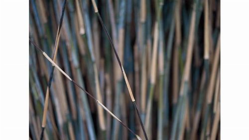 Bild: DM318-3 Bamboo 360*265