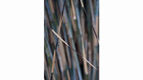Bild: DM318-4 Bamboo 180*265