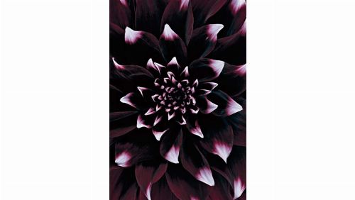 Bild: DM319-2 Dahlia 180*265