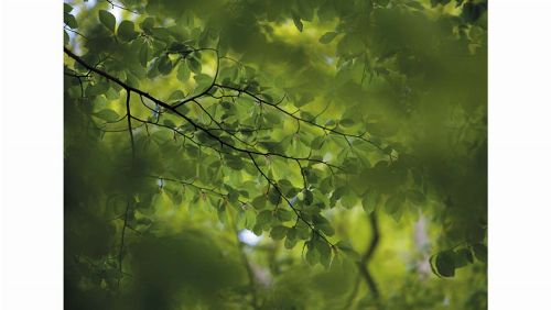 Bild: DM322-1 Green leaves 360*265
