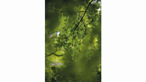 Bild: DM322-2 Green leaves 180*265