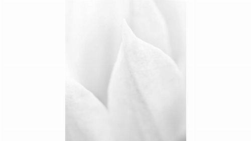 Bild: DM323-3 Tulip 225*265