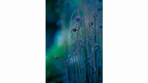 Bild: DM324-3 Fantasy flower 180*265