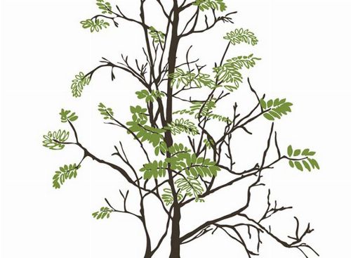 Bild: P0318018 Tender tree 180*265