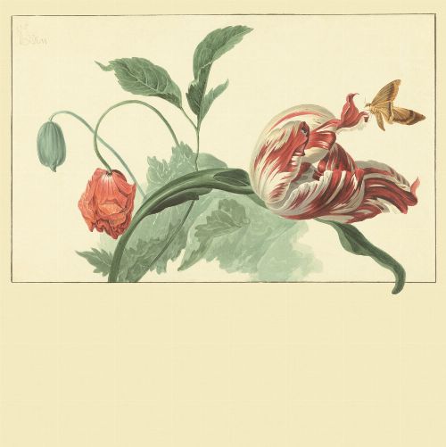 Bild: Eijffinger Fototapete Masterpiece 358118 - Tulip and Poppy (Creme)
