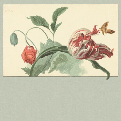 Bild: Eijffinger Fototapete Masterpiece 358119 - Tulip and Poppy (Grün)