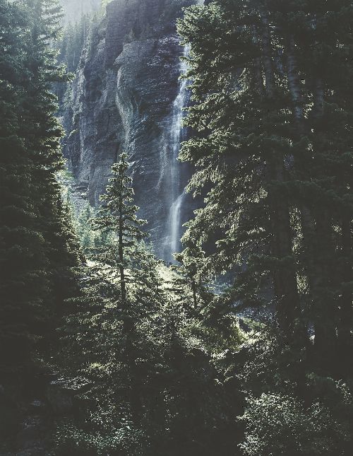 Bild: Barbara Becker Fototapete Wald - b.b. VI 862409 by Rasch