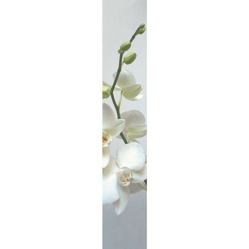 Bild: Accent - ACE67180002 - Duplex Panel: Orchidee
