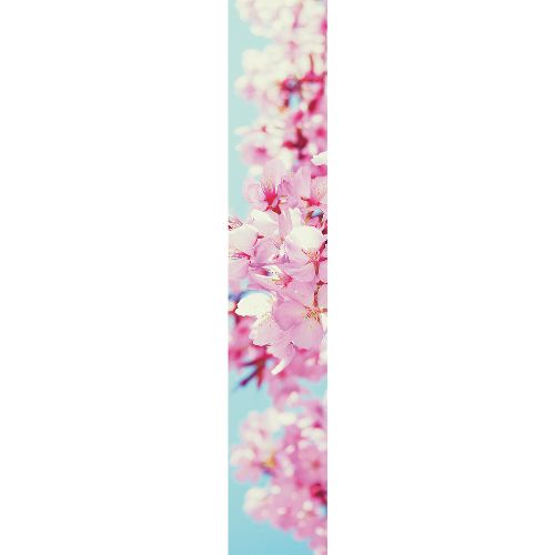 Bild: Accent - ACE67184100 - Duplex Panel: Kirschblüten