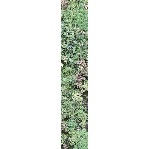 Bild: Accent - ACE67187007 - Duplex Panel: Vertical Garden