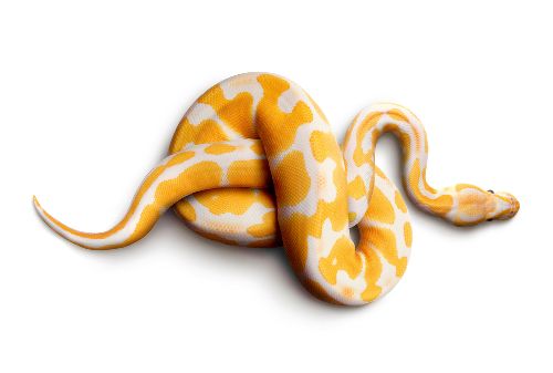 Bild: AP Digital - Snake - 150g Vlies (5 x 3.33 m)
