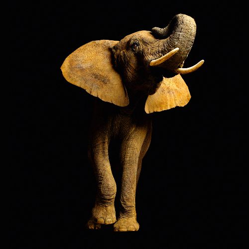 Bild: AP Digital - Elefant Font - 150g Vlies (3 x 2.5 m)