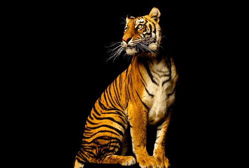 Thumbnail: AP Digital - Tiger - 150g Vlies