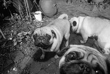 Bild: AP Digital - Puppy Dogs - 150g Vlies (5 x 3.33 m)