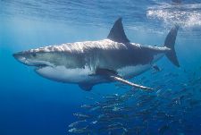 Bild: AP Digital - White Shark - 150g Vlies