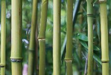 Bild: AP Digital - Bamboo - 150g Vlies (4 x 2.7 m)