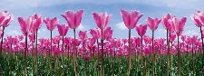 Bild: AP Digital - Tulip Forest - 150g Vlies (3 x 2.5 m)