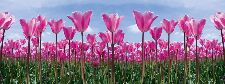 Bild: AP Digital - Tulip Forest - 150g Vlies (2 x 1.33 m)