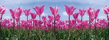Bild: AP Digital - Tulip Forest - 150g Vlies (5 x 3.33 m)