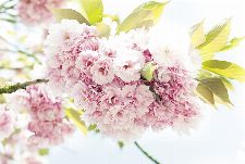 Bild: AP Digital - Springtime - 150g Vlies