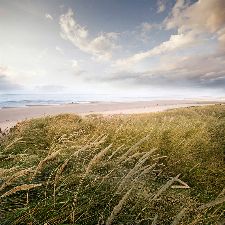 Bild: AP Digital - Sylt - 150g Vlies