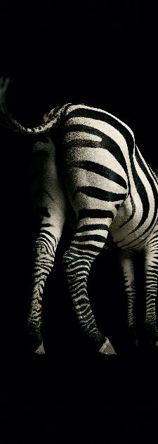 Bild: AP Panel - Zebra