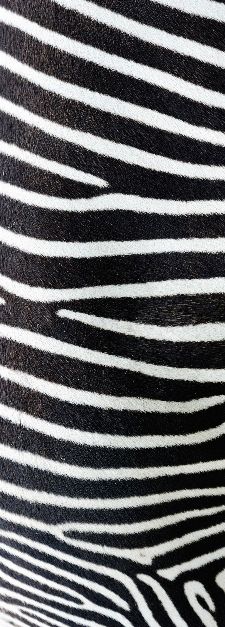 Bild: AP Panel - Skin zebra