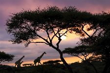 Bild: AP XXL2 - Giraffe At Sunset - 150g Vlies (2 x 1.33 m)