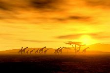 Bild: AP XXL2 - Giraffe In Savannah - 150g Vlies (2 x 1.33 m)