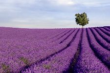 Bild: AP XXL2 - Lavender Field - 150g Vlies (2 x 1.33 m)