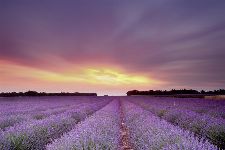 Bild: AP XXL2 - Lavender Field AS - 150g Vlies (4 x 2.67 m)