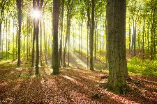 Bild: AP XXL2 - Forest Summer - 150g Vlies