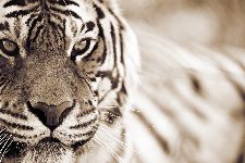 Bild: AP XXL2 - Tiger - 150g Vlies (2 x 1.33 m)