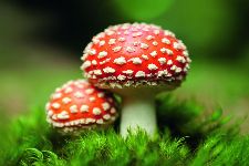 Bild: AP XXL2 - Fly Agaric - 150g Vlies (3 x 2.5 m)