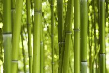 Bild: AP XXL2 - Bamboo In Daylight - 150g Vlies (2 x 1.33 m)