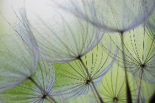Bild: AP XXL2 - Dandelion - 150g Vlies