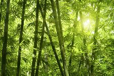 Bild: AP XXL2 - Bamboo Forest - 150g Vlies (2 x 1.33 m)