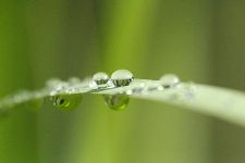 Bild: AP XXL2 - Blade of Grass - 150g Vlies (2 x 1.33 m)