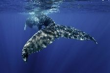 Bild: AP XXL2 - Whale Fin - 150g Vlies (4 x 2.67 m)