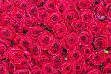 Bild: AP XXL2 - Red Roses - 150g Vlies (5 x 3.33 m)